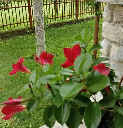 Daire Apartman Zara Bihać